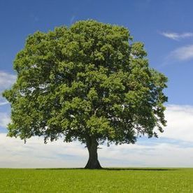 L_Arbre