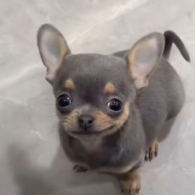 SoyKiki avatar