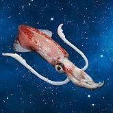 Player space_squid avatar