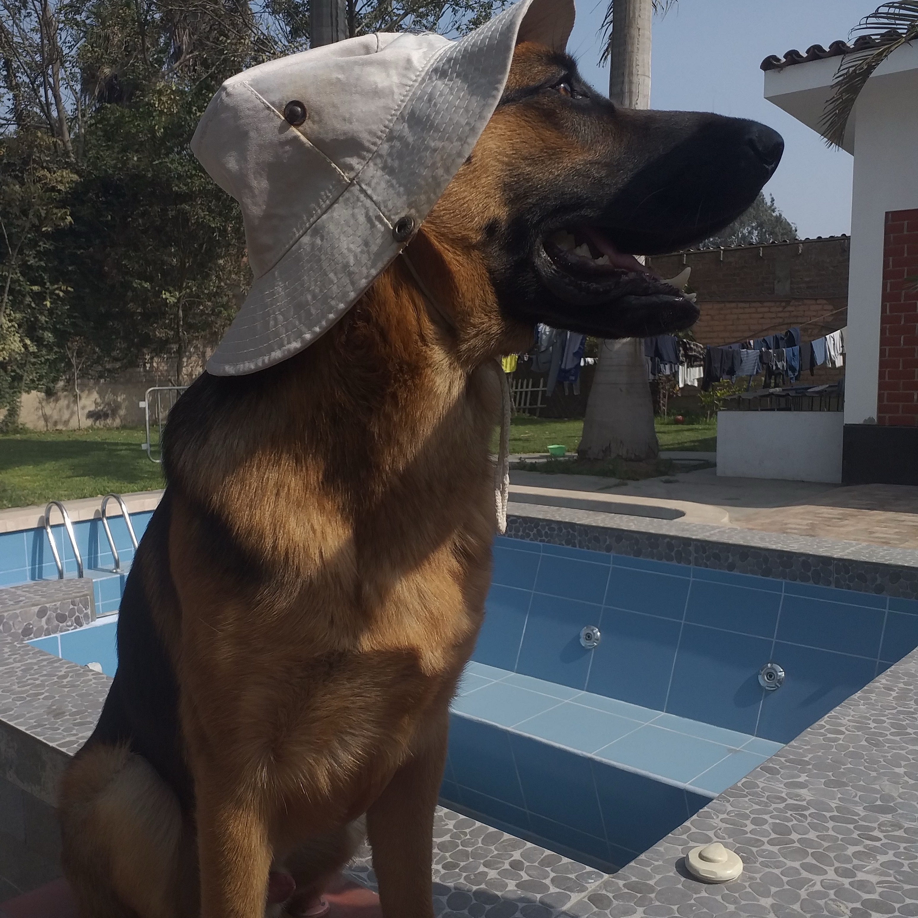 ROMPETOTITOS