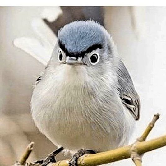 Kambirdy