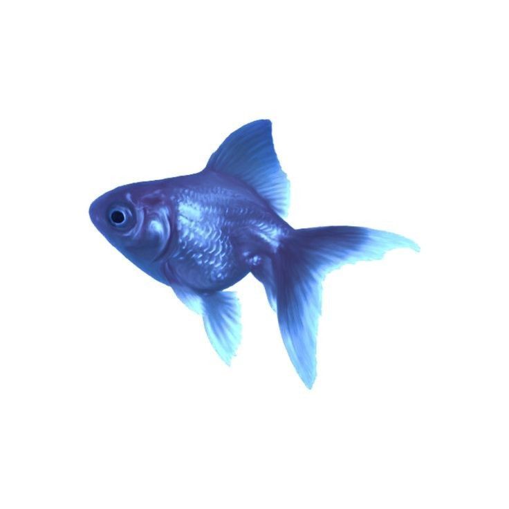 67MAKCOH67