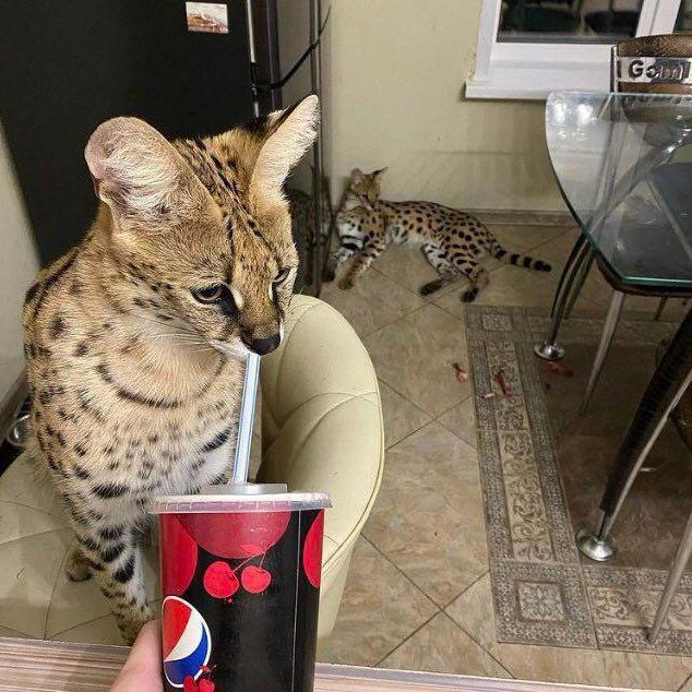 TEAM CATS