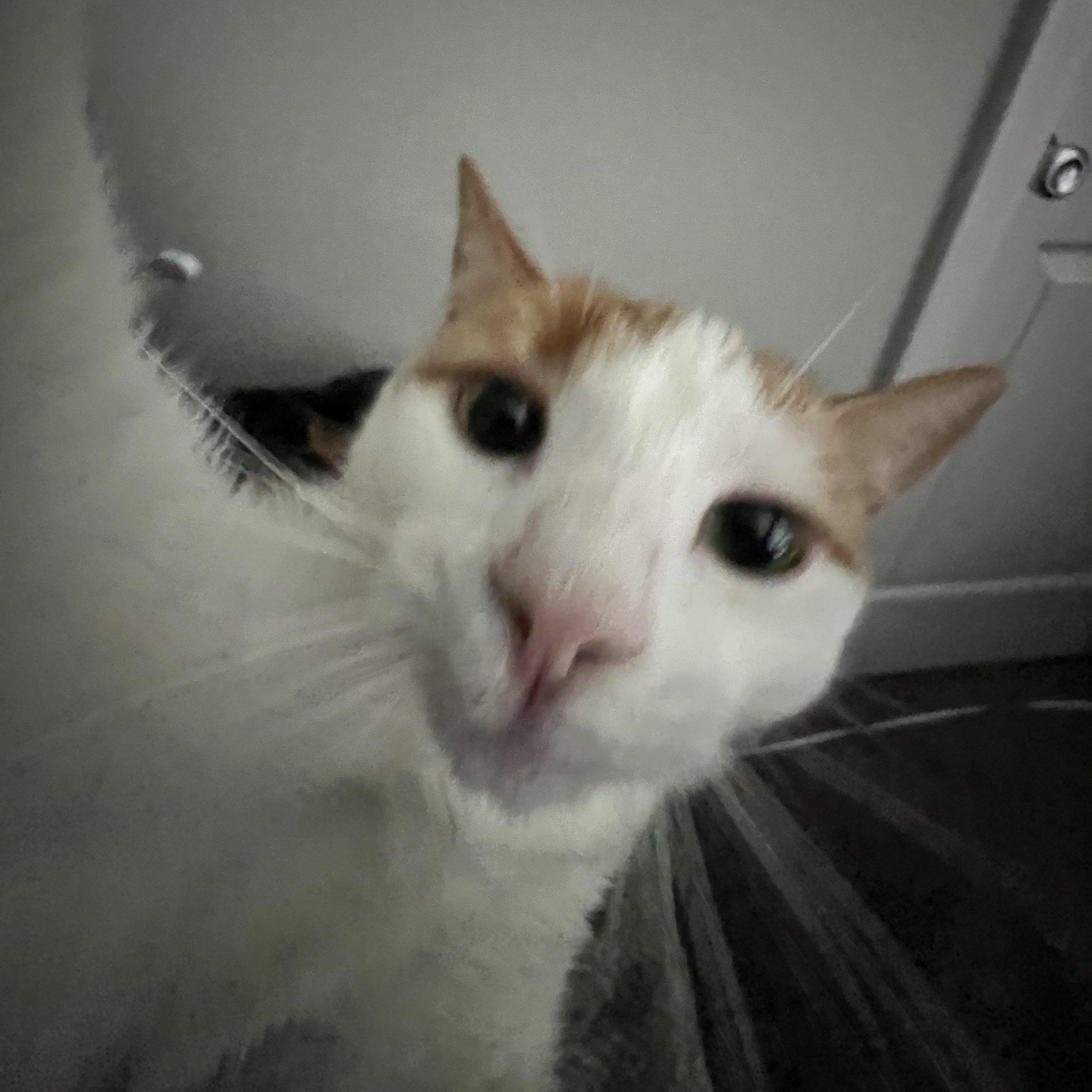 M4L1k0ff avatar