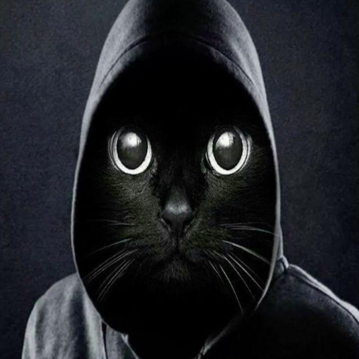 lupie avatar