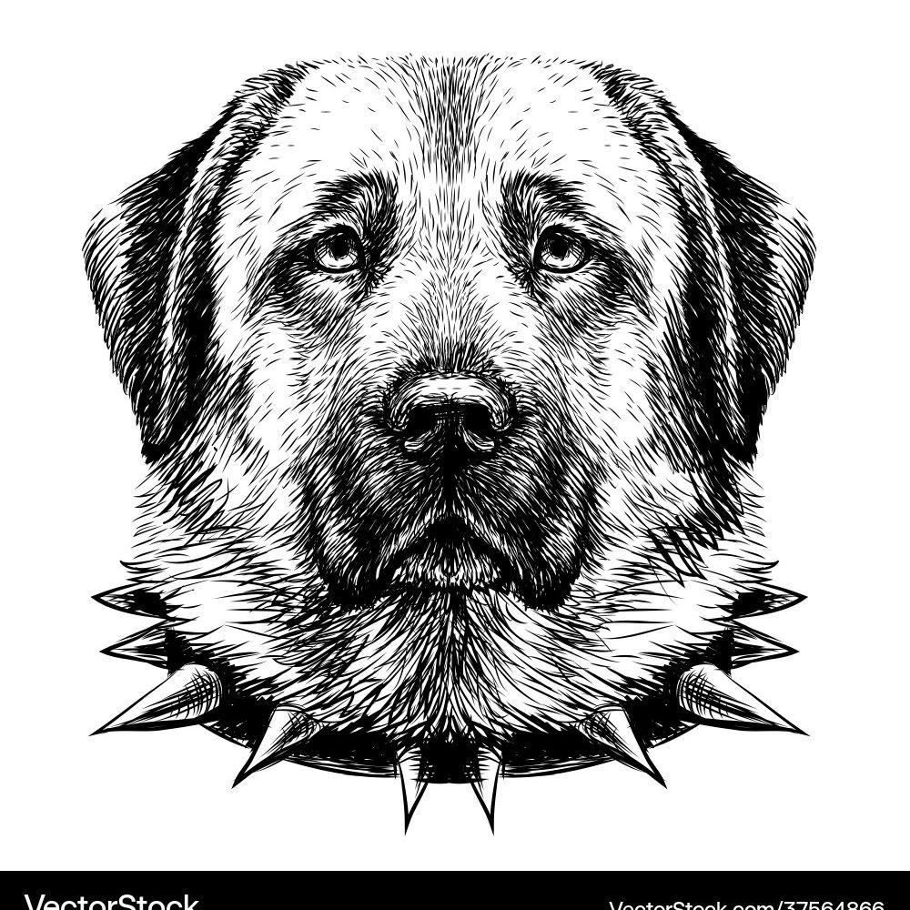 Kangal_Go avatar