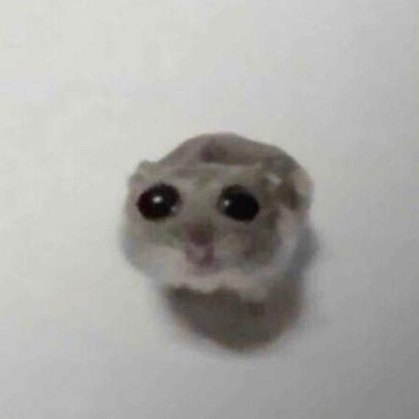 f1no0o avatar