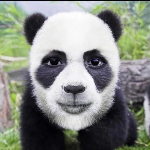 GongfuPanda avatar