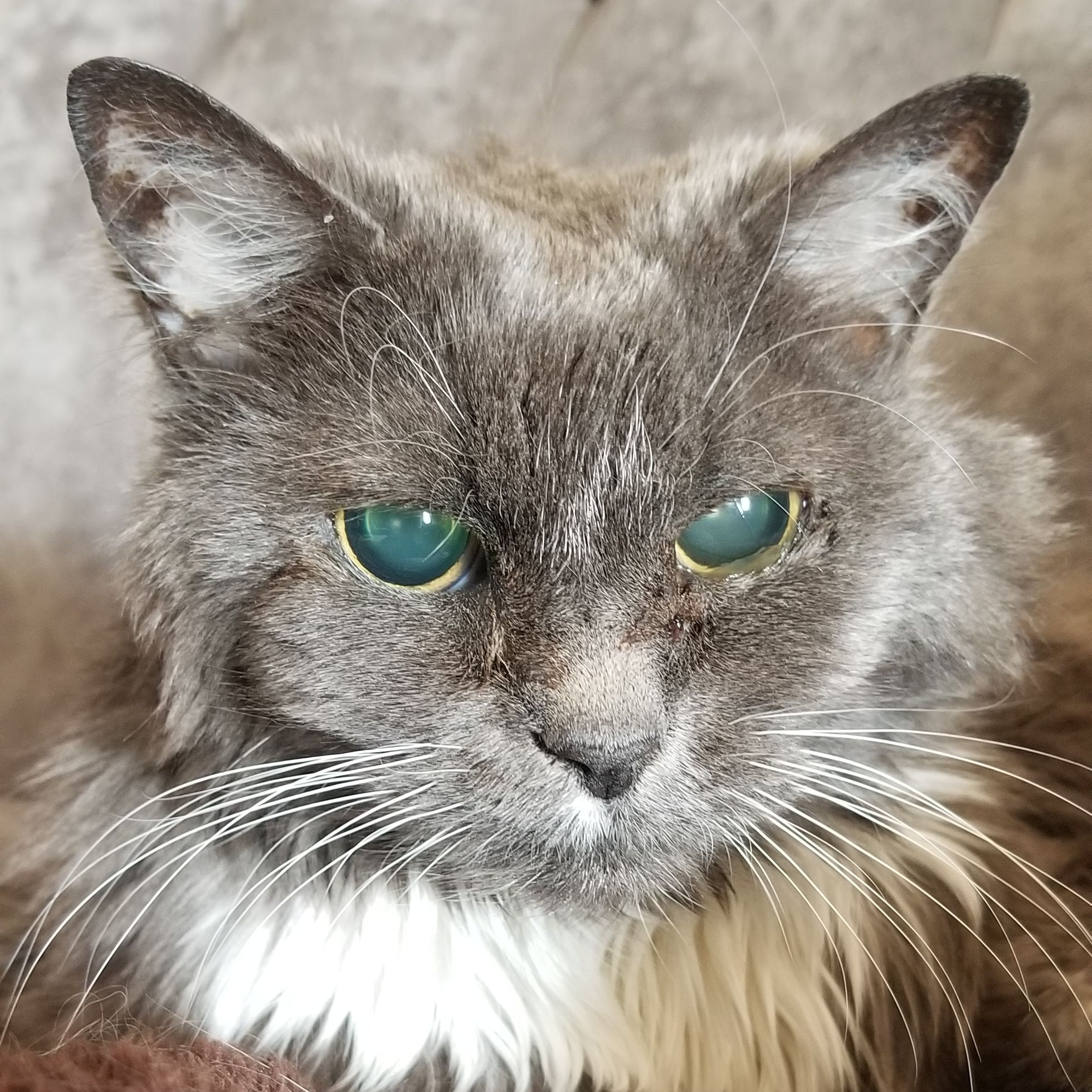 Katnip