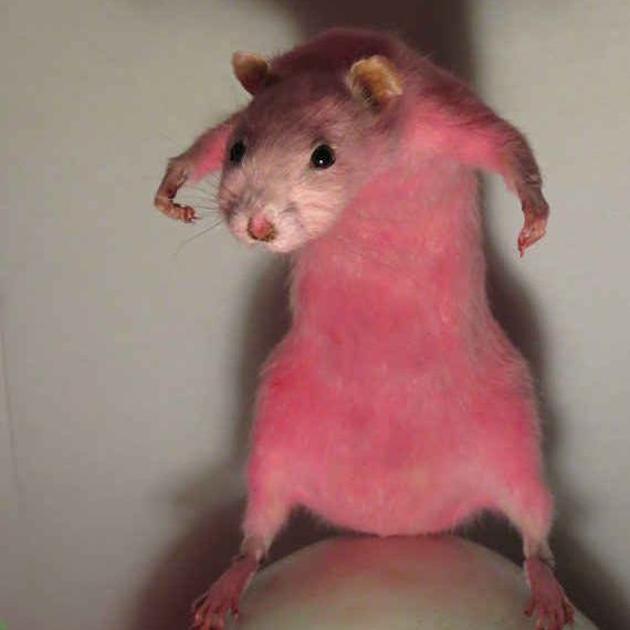 LukkaPrassi