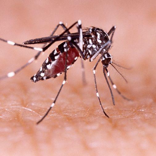 Dengue avatar