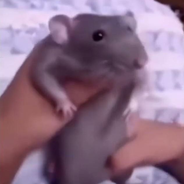 LEPEZU