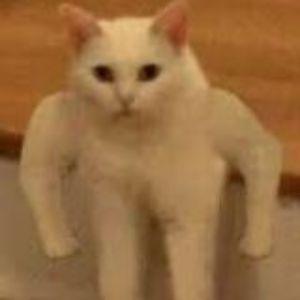 h0lk3 avatar