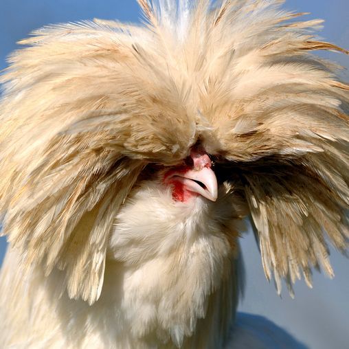 poulerr