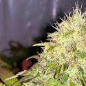 Indica-IL