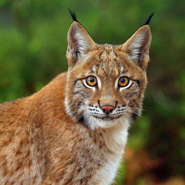lynxcs- avatar