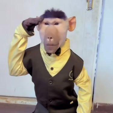 snezar