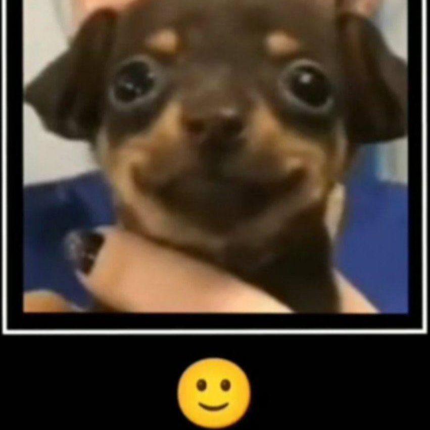 Puzotolst avatar