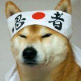 doggystand avatar