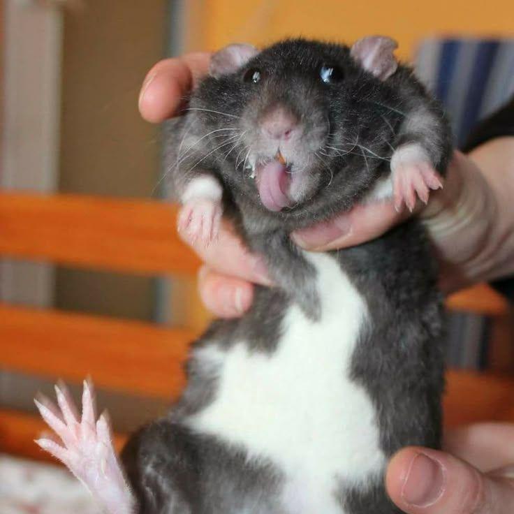scmurfiik