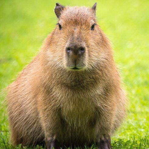 whycapybara