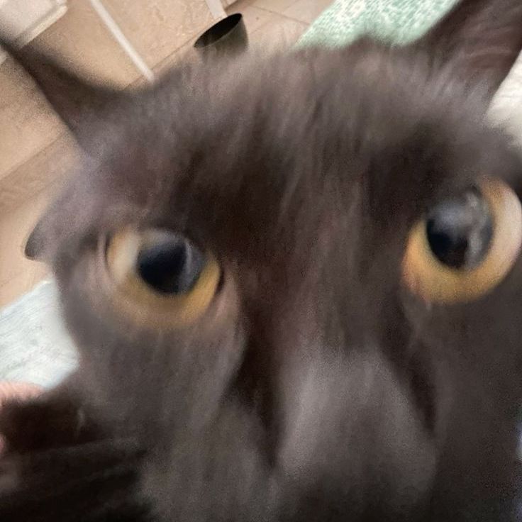 MurzHAHA