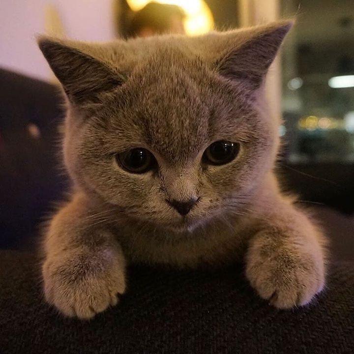 lilbolnoy avatar