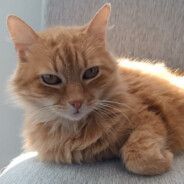 team_co0lKat