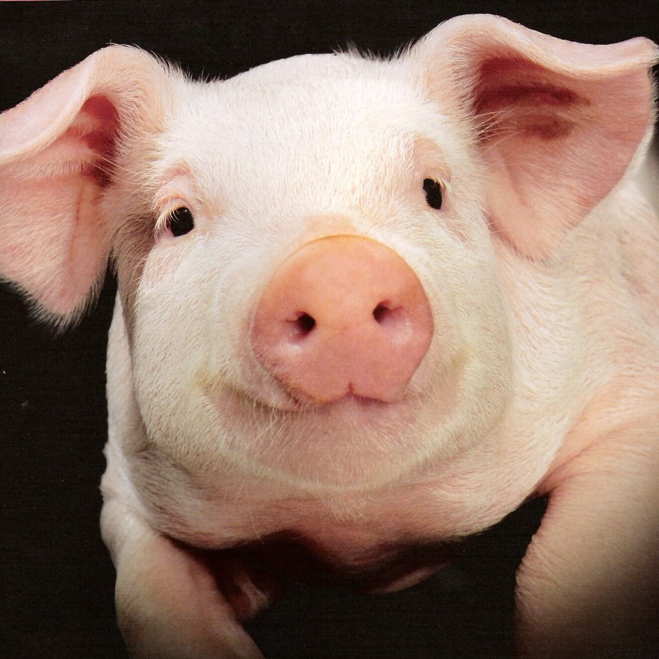 Pigpig69
