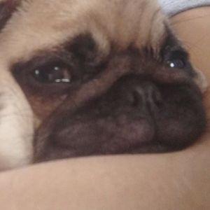 stiwk