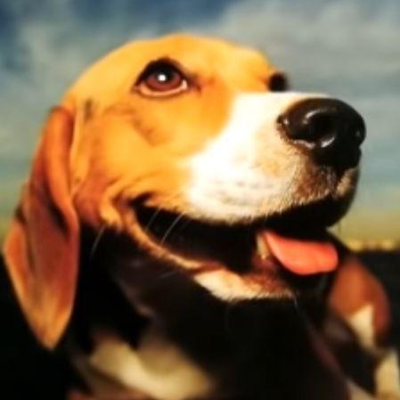 HoxCS avatar