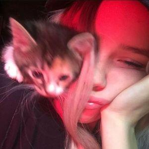 saintdolche avatar