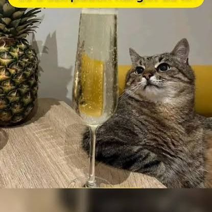 Realhesteg