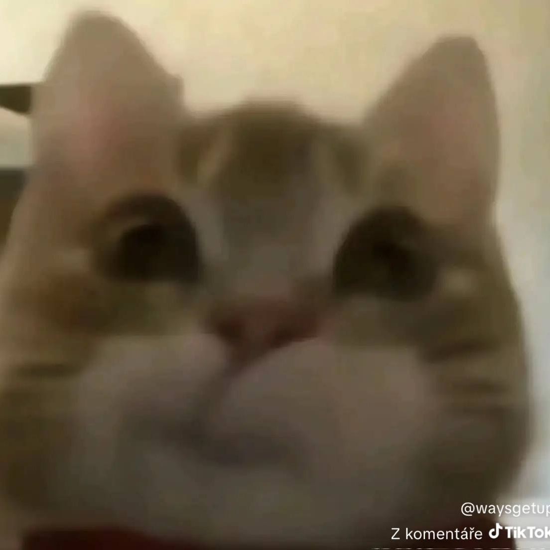 Yarixxs