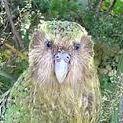 _kakapo_