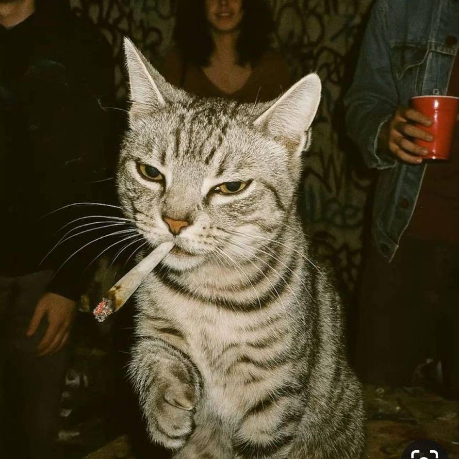 kissycat1g