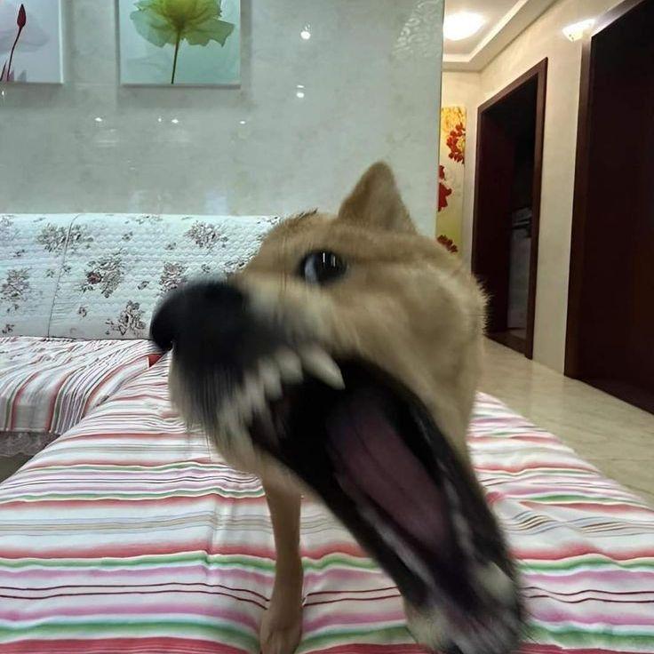 Nikthf