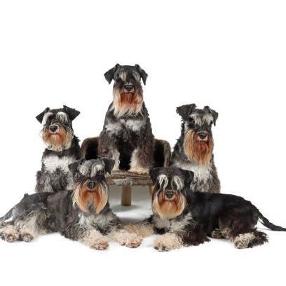 DogsGang