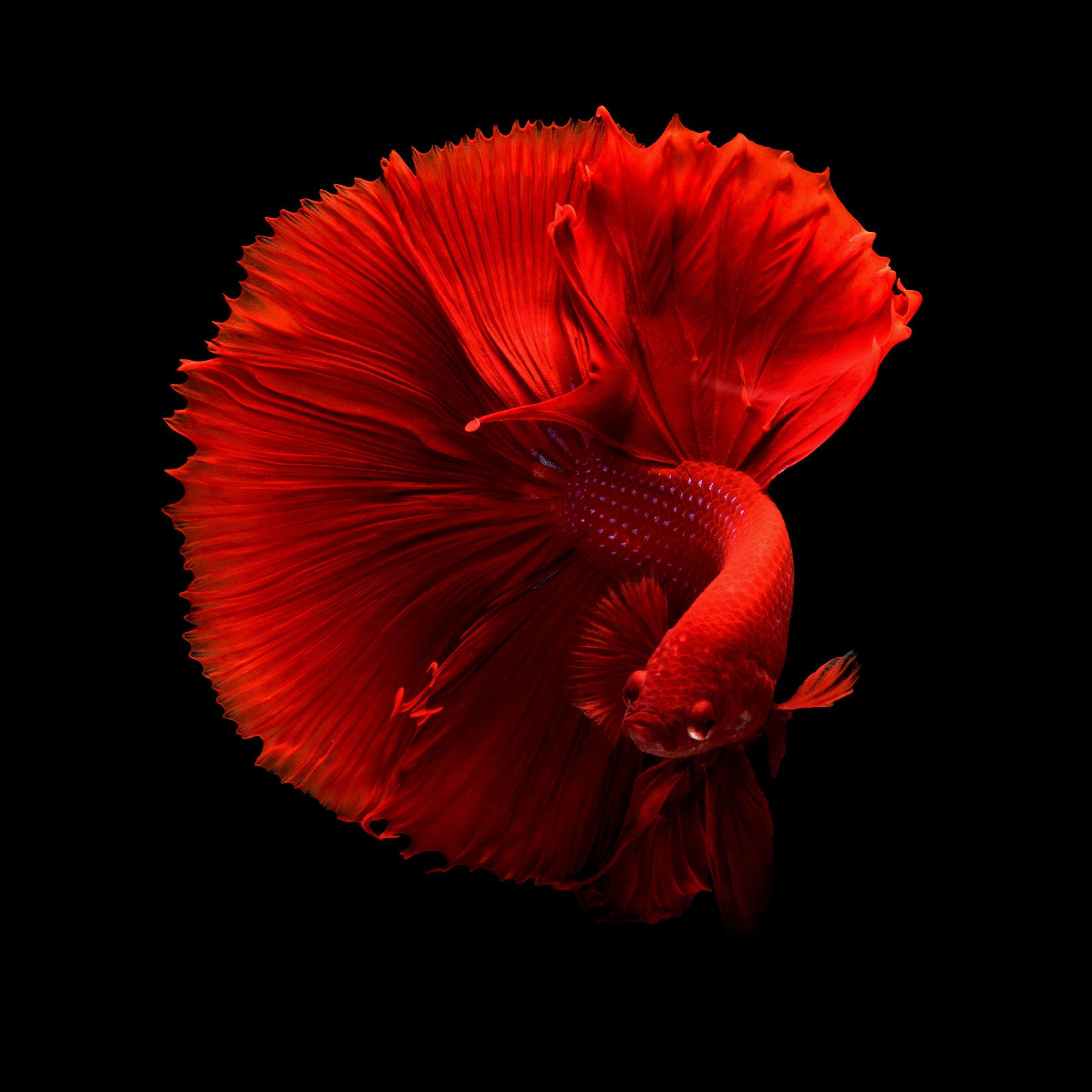 BinkySTG avatar