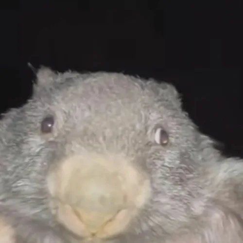 Sactama FACEIT avatar