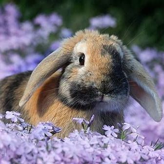 Faceit profile picture for @bunnies
