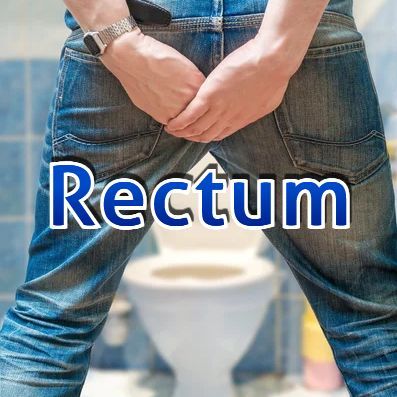 Rectum