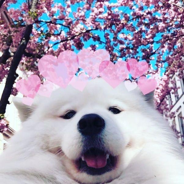 Koiradog avatar