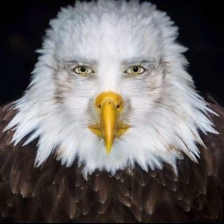 DeagleFreak avatar
