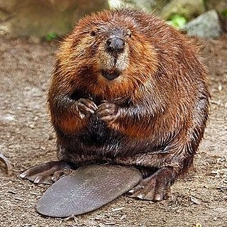 BoberGryzie4