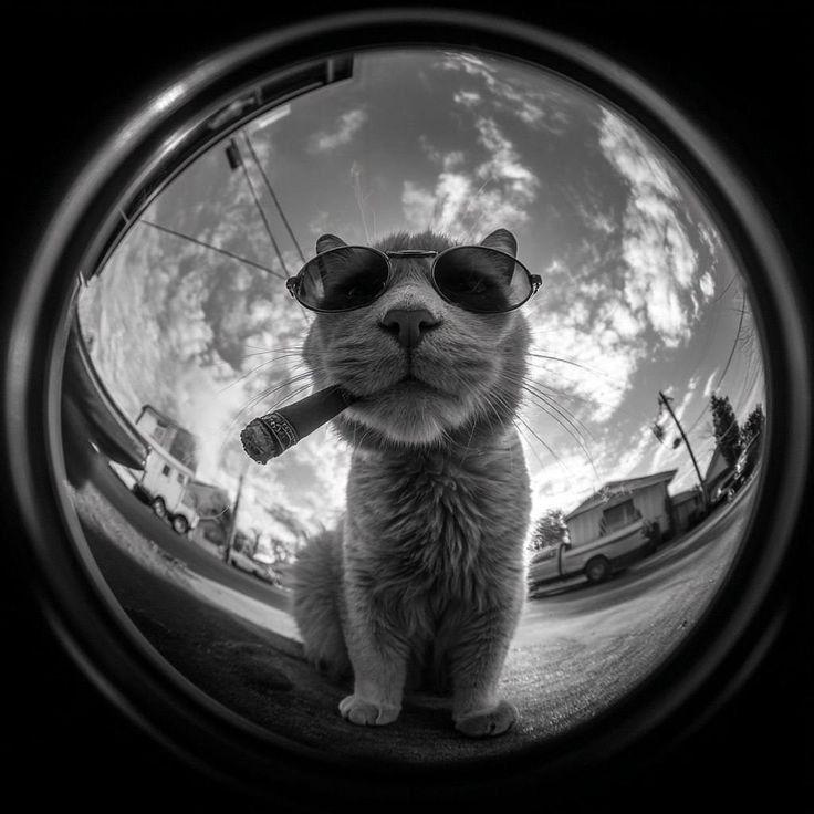 Alfi_7263 avatar