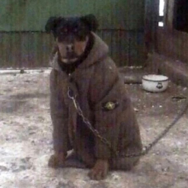 Lead Dogs