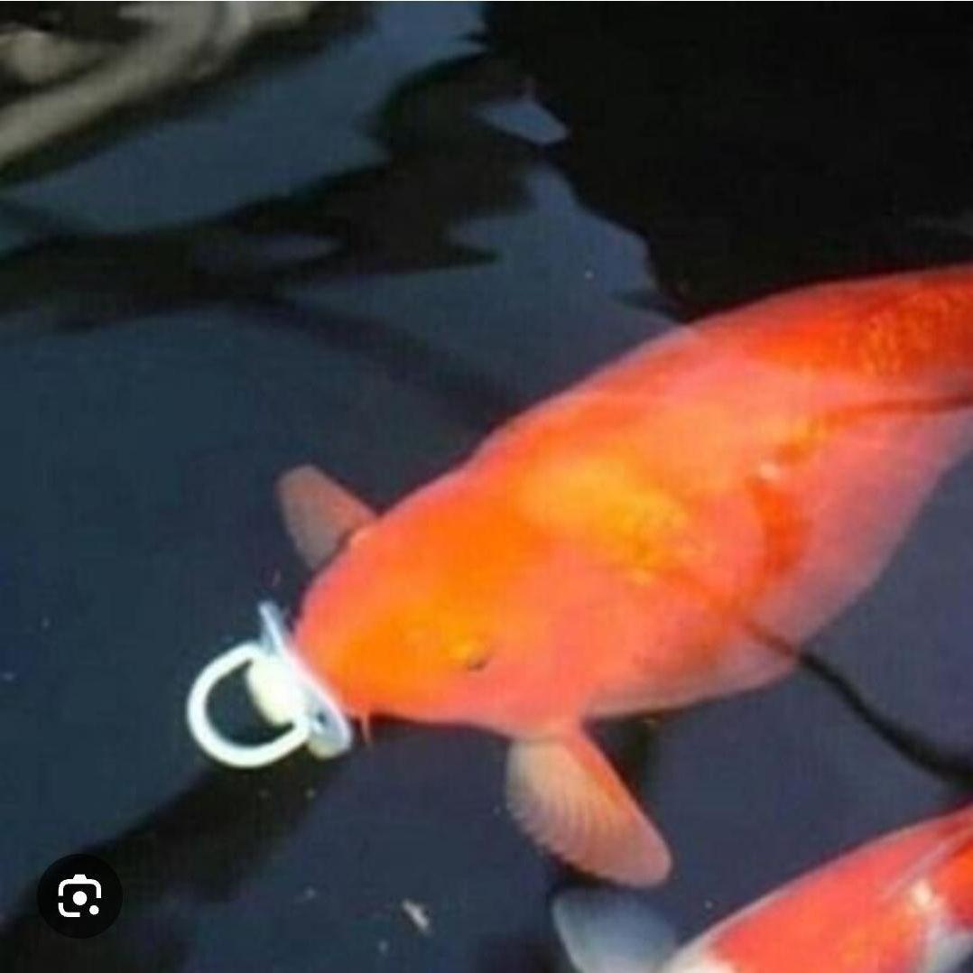 Baby_Fish avatar