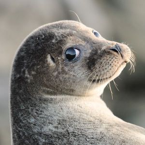 Kales0 FACEIT avatar
