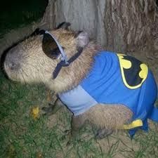 BatiCapybara